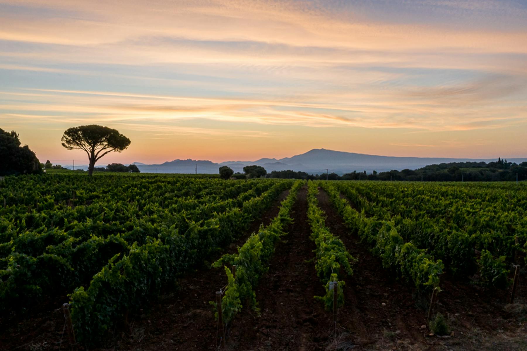 Vignes du Château de Nalys au couché du soleil.